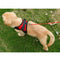 Soft Adjustable Dog Harness